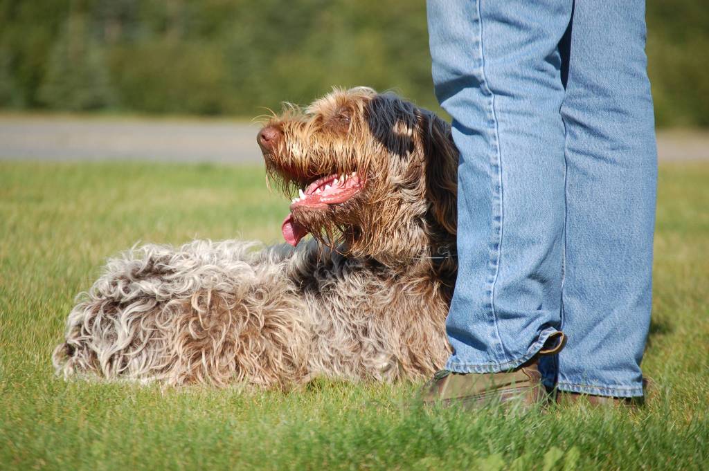 A dog participates in obedience exercises during a Scotch Pines Dog Training course on Wednesday, Aug. 22, 2018, at Skyview Middle School in Soldotna, Alaska. (Photo by Erin Thompson/Peninsula Clarion)