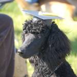 A poodle named Chloe participates in a Scotch Pines Dog Training class graduation ceremony on Wednesday, Aug. 22, 2018, at Skyview Middle School in Soldotna, Alaska. (Photo by Erin Thompson/Peninsula Clarion)