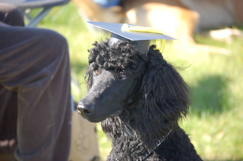 A poodle named Chloe participates in a Scotch Pines Dog Training class graduation ceremony on Wednesday, Aug. 22, 2018, at Skyview Middle School in Soldotna, Alaska. (Photo by Erin Thompson/Peninsula Clarion)