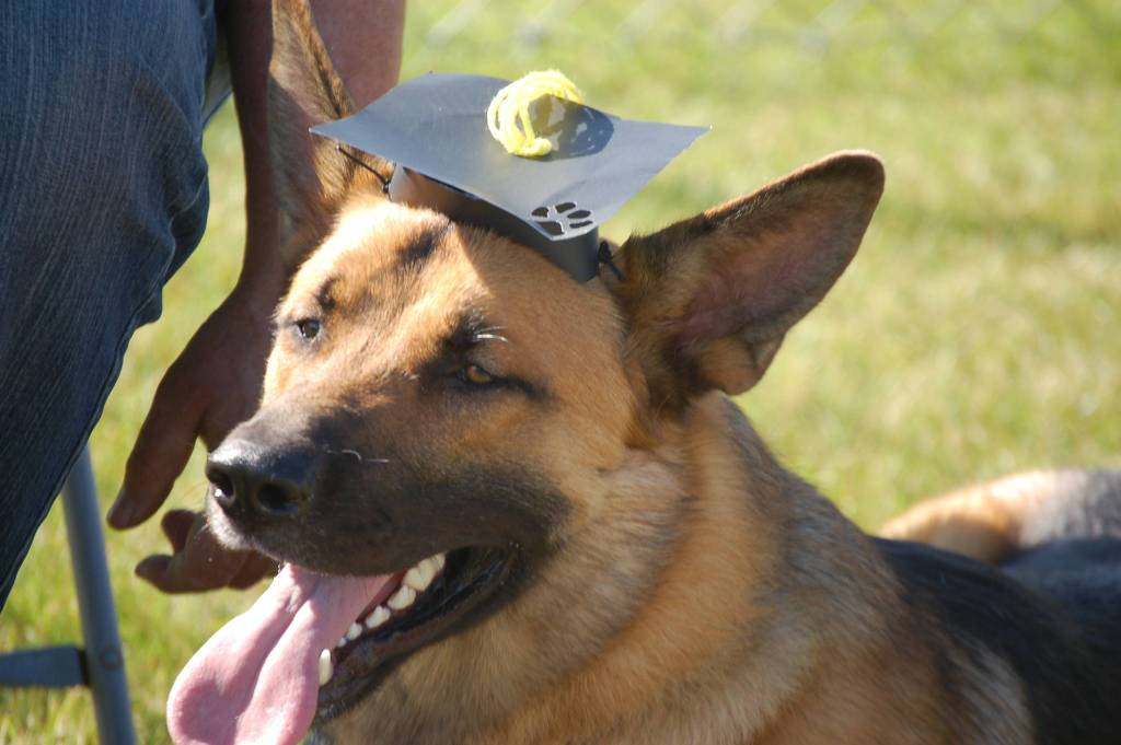 German shepherd Ralph participates in a Scotch Pines Dog Training class graduation ceremony on Wednesday, Aug. 22, 2018, at Skyview Middle School in Soldotna, Alaska. (Photo by Erin Thompson/Peninsula Clarion)