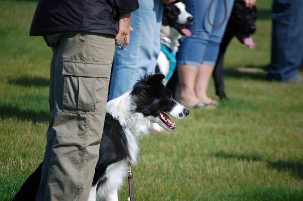 Dogs line up for obedience exercises during a Scotch Pines Dog Training class on Wednesday, Aug. 22, 2018, in Soldotna, Alaska.