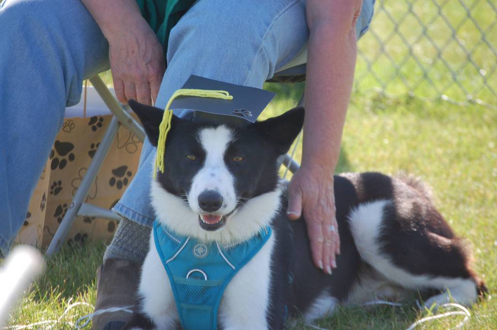 A dog participates in obedience exercises during a Scotch Pines Dog Training course on Wednesday, Aug. 22, 2018, at Skyview Middle School in Soldotna, Alaska. (Photo by Erin Thompson/Peninsula Clarion)