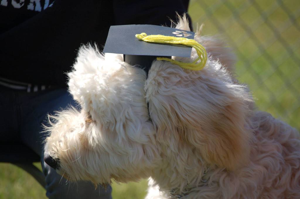 A dog wears a graduation cap during a Scotch Pines Dog Training graduation on Wednesday, Aug. 22, 2018, at Skyview Middle School in Soldotna, Alaska.
