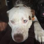 A 1-year-old mastiff named Snoopy is pictured in this undated photo. Snoopy was found shot and castrated, allegedly by his neighbor, in Nikiski on Tuesday night. (Photo courtesy of Valerie Henderson)