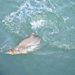 A pink salmon fights to escape an anglers hook Aug. 24, 2016 near the Soldotna Visitors Center in Soldotna, Alaska. (Photo by Elizabeth Earl/Peninsula Clarion, file)