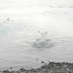 An angler wrestles with a silver salmon on her line in the Kenai River at Cunningham Park on Wednesday, Aug. 30, 2018 in Kenai, Alaska. (Photo by Elizabeth Earl/Peninsula Clarion)