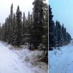 The northern line of the Sterling fuel break before (left) and after (right) treatment. (Photo courtesy Kenai National Wildlife Refuge)