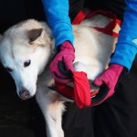 A sled dog on musher Paul Gebhardt's team stands while its booties are fastened before taking off in this year's Tustumena 200 Sled Dog Race on Saturday, Jan. 28. 2017 in Kasilof, Alaska. (Megan Pacer/Peninsula Clarion)