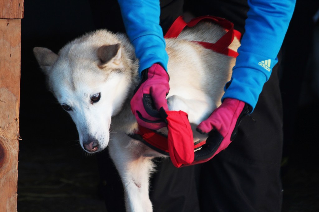 A sled dog on musher Paul Gebhardt's team stands while its booties are fastened before taking off in this year's Tustumena 200 Sled Dog Race on Saturday, Jan. 28. 2017 in Kasilof, Alaska. (Megan Pacer/Peninsula Clarion)