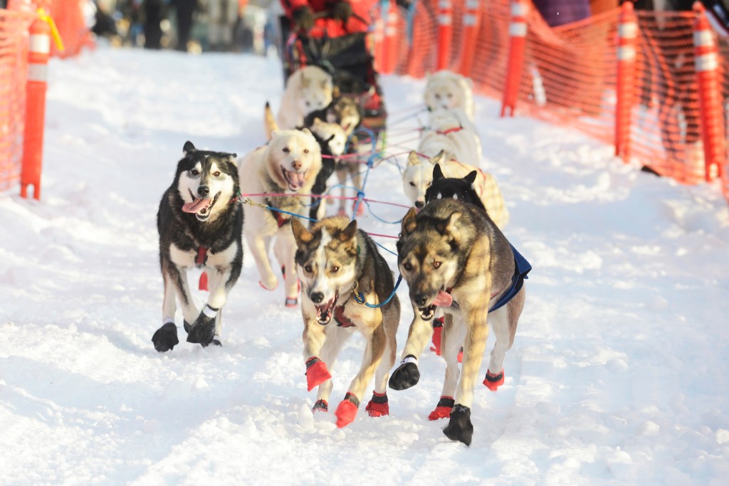 A team of dogs pulls a sled and their musher through the starting stretch of the Tustumena 200 Sled Dog Race on Saturday, Jan. 28. 2017 in Kasilof, Alaska. Dogs in 23 teams will run through the Caribou Hills down to Homer and back in the 200-mile race. (Megan Pacer/Peninsula Clarion)