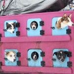 Sled dogs poke their heads out of holes in their truck as they are driven into the Soldotna Regional Sports Complex for veterinary checks Friday, Jan. 27, 2017 in Soldotna, Alaska. Mushers brought their teams to be checked out one last time before they take off in the Tustumena 200 Sled Dog Race on Saturday. The race is celebrating its 30th year after being canceled the last few years due to lack of snow. (Megan Pacer/Peninsula Clarion)