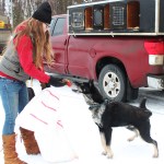 Handler Tara Cicatello feeds a piece of salmon to a sled dog named Monk during veterinary checks Friday, Jan. 27, 2017 outside the Soldotna Regional Sports Complex. Mushers, handlers and vets converged on Soldotna Friday ahead of the weekend's Tustumena 200 Sled Dog Race. The race is celebrating 30 years after having been canceled several times due to lack of snow. (Megan Pacer/Peninsula Clarion)