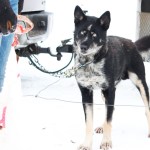A sled dog named Monk eyes a piece of salmon being passed out by Tara Cicatello, a handler, on Friday, Jan. 27, 2017 outside the Soldotna Regional Sports Complex in Soldotna, Alaska during veterinary checks ahead of the Tustumena 200 Sled Dog Race.