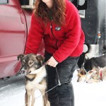 Kristin Bacon clips a sled dog named Crosby onto a line before her team gets checked by veterinarians Friday, Jan. 27, 2017 outside the Soldotna Regional Sports Complex in Soldotna, Alaska. Crosby, who is racing with Bacon in the Tustumena 200 Sled Dog Race, suffered a broken leg in the 2016 Iditarod Trail Sled Dog Race when musher Jeff King and his team were hit by a man on a snowmobile who was driving drunk. The man had aimed his snowmobile at King and the sled of another musher, and was later sentenced to jail time and ordered to pay restitution. No one had high hopes that Crosby would race again, Bacon said, but he has made an impressive recovery. (Megan Pacer/Peninsula Clarion)