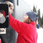 Kristin Bacon removes a sled dog named Willow from a truck in preparation for a veterinary check Friday, Jan. 27, 2017 outside the Soldotna Regional Sports Complex, ahead of the long-awaited Tustumena 200 Sled Dog Race. The race, which kicks off in Kasilof and weaves 200 miles through the Caribou Hills, has been canceled the last few years due to lack of snow on the Kenai Peninsula. (Megan Pacer/Peninsula Clarion)
