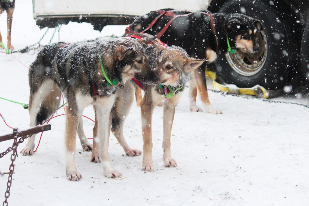 Cim Smyth claims 4th Tustumena 200 win