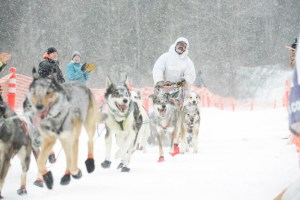 Big Lake musher Cim Smyth nears the finish line of the Tustumena 200 Sled Dog Race with his team Sunday, Jan. 29, 2017 in Kasilof, Alaska. Smyth claimed his fourth T200 win, completing the race through the Caribou Hills in just over 26 hours. (Megan Pacer/Peninsula Clarion)
