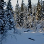 Trees cast their shadow on the frozen Juneau Falls about four miles up the Resurrection Pass Trail on Saturday, Feb. 4, 2017 near Cooper Landing, Alaska. (Elizabeth Earl/Peninsula Clarion)&nbsp;