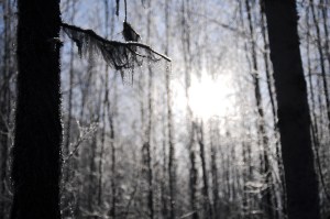 The sun shines through trees near the bottom of the Resurrection Pass Trail on Saturday, Feb. 4, 2017 near Cooper Landing, Alaska. (Elizabeth Earl/Peninsula Clarion)&nbsp;