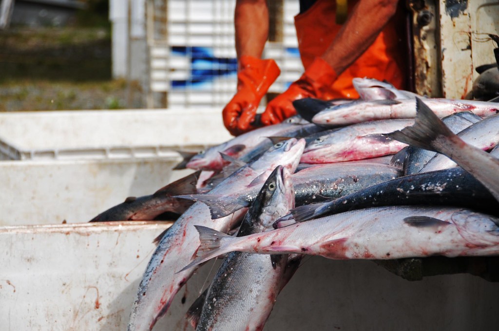 Workers at Alaska Salmon Purchasers sort sockeye salmon caught in a set gillnet in this July 2016 photo near Nikiski, Alaska. (Elizabeth Earl/Peninsula Clarion)