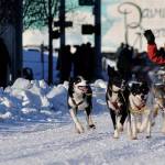 A team of sled dogs makes its way down the trail along 4th Avenue for the ceremonial start of the 45th Iditarod on Saturday, March 4, 2017 in Anchorage, Alaska. (Elizabeth Earl/Peninsula Clarion)