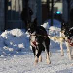 A team of sled dogs makes its way down the trail along 4th Avenue for the ceremonial start of the 45th Iditarod on Saturday, March 4, 2017 in Anchorage, Alaska. (Elizabeth Earl/Peninsula Clarion)