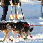 A team of sled dogs makes its way down the trail along 4th Avenue for the ceremonial start of the 45th Iditarod on Saturday, March 4, 2017 in Anchorage, Alaska. (Elizabeth Earl/Peninsula Clarion)