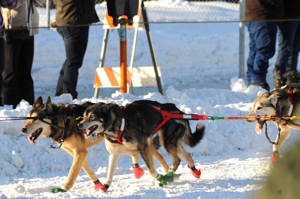 A team of sled dogs makes its way down the trail along 4th Avenue for the ceremonial start of the 45th Iditarod on Saturday, March 4, 2017 in Anchorage, Alaska. (Elizabeth Earl/Peninsula Clarion)