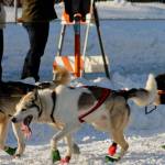 A team of sled dogs makes its way down the trail along 4th Avenue for the ceremonial start of the 45th Iditarod on Saturday, March 4, 2017 in Anchorage, Alaska. (Elizabeth Earl/Peninsula Clarion)