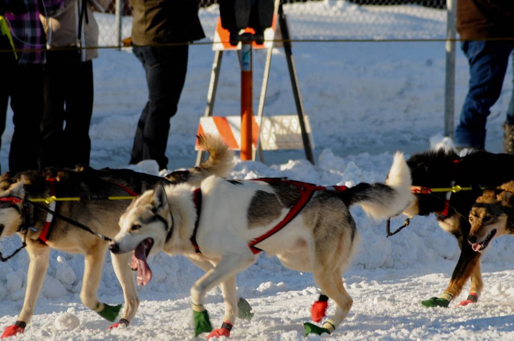 A team of sled dogs makes its way down the trail along 4th Avenue for the ceremonial start of the 45th Iditarod on Saturday, March 4, 2017 in Anchorage, Alaska. (Elizabeth Earl/Peninsula Clarion)