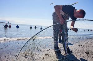Matthew Dollick, of Wasilla, untangles a sockeye from his dipnet on July 11, 2015 in Kenai. The state Board of Fisheries discussed proposals affecting the Kenai and Kasilof personal-use fisheries over the weekend. (Peninsula Clarion file photo)