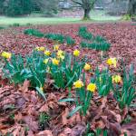 In this Feb. 27, 2017 photo, daffodils, photographed in a pasture near Langley, Wash., are entering their third growing season but a number of factors &mdash; planting too shallow, bad timing when planted, growing conditions and predation &mdash; could keep some from flowering. Leave perennial bulbs alone after they finish blooming. That gives them the time they need to re-energize and flower another year. (Dean Fosdick via AP)