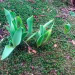 In this March 2, 2017 photo tulip plants in a yard near Langley, Wash., are showing leaves in their third season but there is no guarantee they will bloom. If their leaves are small, the bulbs may have to be dug up and divided. After several years, they often become crowded and starved for food. (Dean Fosdick via AP)