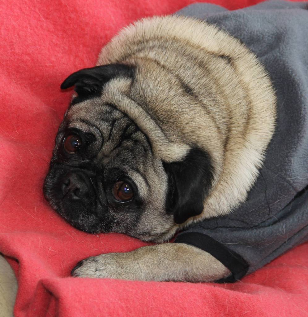 Meet &ldquo;Pugzy&rdquo; with eyes that melt granite at Standerfer Stoneworks on Kalifornsky Beach Road.