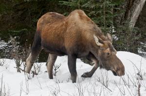 A moose looks for a bite to eat in a lawn on Beaver Loop Road in this photo taken Tuesday Nov. 24, 2015 in Kenai, Alaska. (Rashah McChesney/Peninsula Clarion, file)