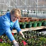 Susan Jordan, owner of Fireweed Herb Garden Greenhouse in Kenai, is tending to her flowers on the first day of Spring in preparation for the 2017 growing season. (Kat Sorensen/Peninsula Clarion)