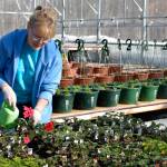 Susan Jordan, owner of Fireweed Herb Garden Greenhouse in Kenai, is tending to her flowers on the first day of Spring in preparation for the 2017 growing season. (Kat Sorensen/Peninsula Clarion)