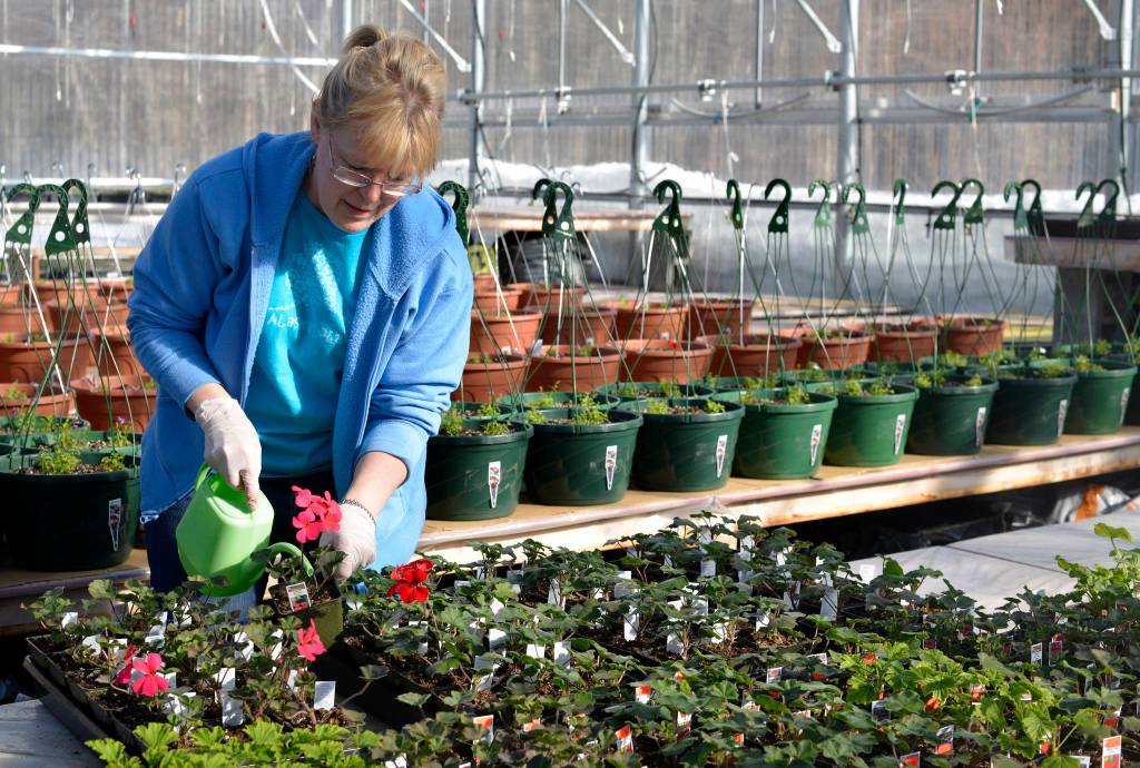Susan Jordan, owner of Fireweed Herb Garden Greenhouse in Kenai, is tending to her flowers on the first day of Spring in preparation for the 2017 growing season. (Kat Sorensen/Peninsula Clarion)