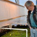 Ron Sexton, owner of Trinity Greenhouse in Soldotna, checks his germination chamber to ensure that the nearly 6000 begonia plants within them are growing properly. (Kat Sorensen/Peninsula Clarion)