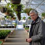 Ron Sexton, owner of Trinity Greenhouse in Soldotna, opened his doors to the public on March 1, but has been working all winter long to get his greenhouses ready for the 2017 season. (Kat Sorensen/Peninsula Clarion)