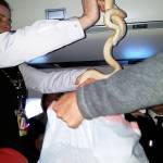 In this Sunday, March 19, 2017 photo, a flight attendant places a snake into a plastic trash bag on a Ravn Alaska flight between Aniak, Alaska and Anchorage. The snake escaped from a passenger on a previous flight. A flight attendant captured the reptile and placed it in a trash bag and stowed it in an overhead luggage compartment. (Anna McConnaughy via AP)