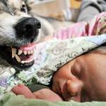 Metoo the sled dog protects baby Lynx. The challenge of bringing home a newborn daughter to a life with 40 dogs is just one of the stories shared in &ldquo;Life with Forty Dogs,&rdquo; by Kasilof musher Joseph Robertia, which came out Tuesday, April 4, 2017. (Photo courtesy Joseph Robertia)