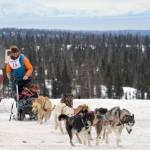 Musher Gus Guenther takes off from the starting line of Freddie&rsquo;s Midnight Run on Saturday, April 1 in Caribou Hills after the race&rsquo;s shotgun start, where mushers race from their sleeping bags and hook up their dogs before starting on the trail. (Kat Sorensen/Peninsula Clarion).