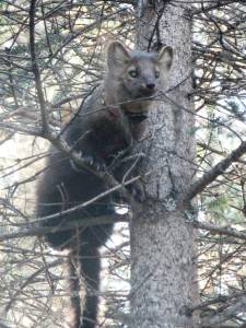 An American marten with a VHF radio collar was part of graduate research to assess if and why their distribution on the Kenai Peninsula has changed in recent years. (Photo courtesy Kenai National Wildlife Refuge)  An American marten with a VHF radio collar was part of graduate research to assess if and why their distribution on the Kenai Peninsula has changed in recent years. (Photo courtesy Kenai National Wildlife Refuge)
