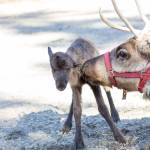 Dancer the reindeer nuzzles her new baby, a female, shortly after its birth on Tuesday, April 18, 2017 in Nikiski, Alaska. The Hansen family in Nikiski has had reindeer for five years and take them around the central Kenai Peninsula for appearances at Christmastime. Any money donated by those who get their pictures with the animals is given to support homeless children, Hara Hansen said. (Photo courtesy Megan Ward)