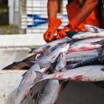 Workers at Alaska Salmon Purchasers sort sockeye salmon caught in a set gillnet in this July 2016 photo near Nikiski, Alaska. (Elizabeth Earl/Peninsula Clarion, file)