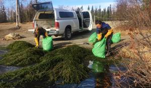 Kenai National Wildlife Refuge intern Kyra Clark (left) and Kenai Watershed Forum Invasives Specialist Jennifer Peura bag clumps of elodea pulled out of Sport Lake&rsquo;s boat launch area on Thursday, May 4 near Soldotna. Refuge and Watershed Forum staff pulled about 30 trashbags of the invasive waterweed from Sport Lake on Thursday and tentatively plan to begin treating it with herbicide on May 16. (Photo courtesy of John Morton/ Kenai National Wildlife Refuge)