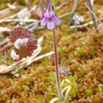 Hairy butterwort in blossom at Headquarters Lake, June 10, 2015. (Photo by Matt Bowser/USFWS)