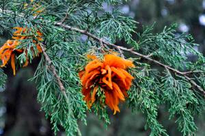 This undated photo shows cedar apple rust infection on cedar in New Paltz, N.Y. Cedar apple rust begins its seasonal cycle on cedar trees and is one of many diseases attacking apples, but not all apple varieties are susceptible. (Lee Reich via AP)