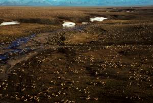 FILE - This undated aerial photo provided by U.S. Fish and Wildlife Service shows a herd of caribou on the Arctic National Wildlife Refuge in northeast Alaska. President Donald Trump&rsquo;s proposed budget calls for opening the coastal plain of the Arctic National Wildlife Refuge to oil and gas drilling. The refuge takes up an area the size of West Virginia and Connecticut combined in the northeast corner of Alaska. (U.S. Fish and Wildlife Service via AP, File)